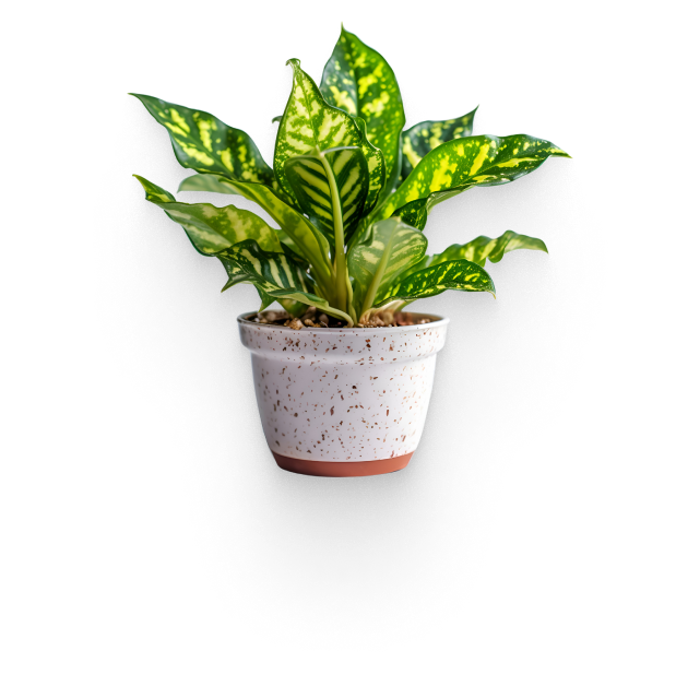plant