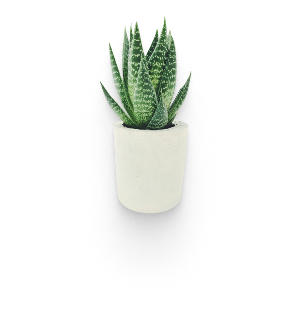 plant
